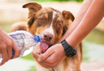 Tips de mascotas: ¿Cómo proteger a tu perro del calor esta temporada?