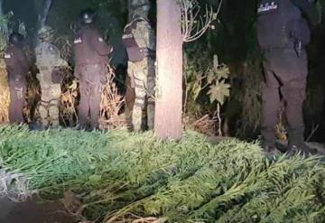 Localizan plantío de marihuana en canchas de futbol de Tlalnepantla