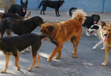 Proponen que perros callejeros se conviertan en rescatistas