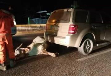 Vaca provoca accidente en la carretera federal Paraíso - Comalcalco