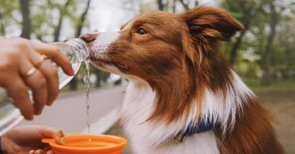 High temperatures also cause heat stroke in pets