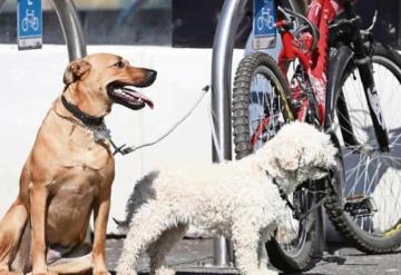 ¿Qué se puede hacer para proteger a un perro de un golpe de calor en estas temporadas de altas temperaturas?