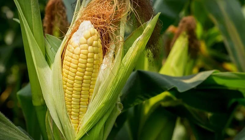 Se disparan precios de maíz y trigo durante el primer trimestre