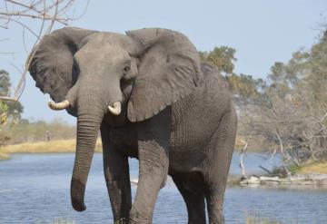 Elefante en Uganda acaba con la vida de un investigador colombiano