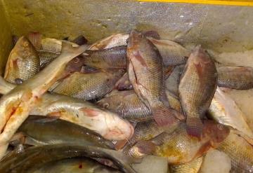 Pescado suficiente para Semana Santa: aseguran Cooperativistas