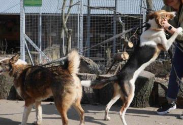 Un hombre viaja 5 mil kilómetros para salvar a 30 perros de Ucrania