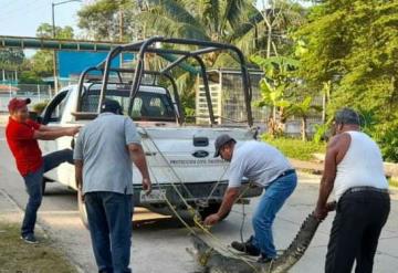 Capturan a cocodrilo en patio familiar en Tacotalpa