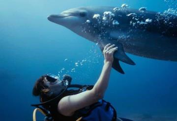 Entrenadora fue atacada por un delfín en pleno espectáculo del Miami Seaquarium de Florida