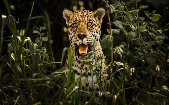Realizarán Primer Foro de Conservación del Jaguar en Juncal, Palizada