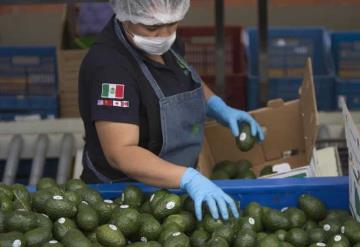 Ante la demanda internacional del aguacate su precio sigue aumentando