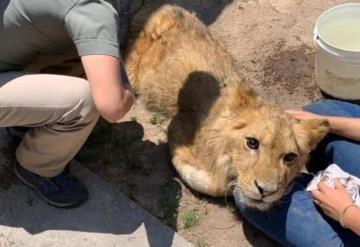 Aseguran a cachorro de león africano que deambulaba en calles de Ecatepec; su estado de salud es delicado