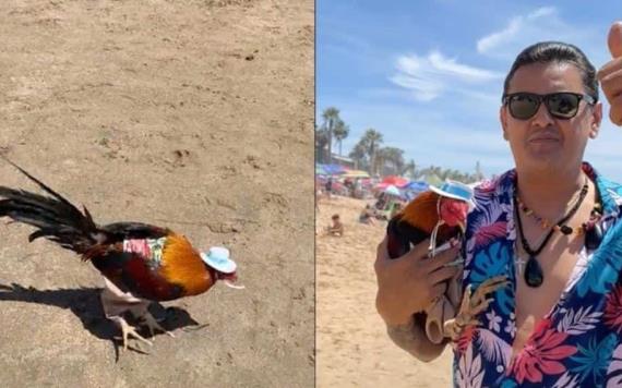 Hombre sale a vacacionar llevándose consigo a su gallo a la playa, video se viraliza