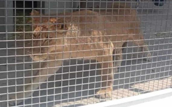 Hallan otro león africano, fue asegurado en una vivienda de Atizapán