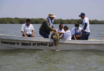 Realizan repoblación de ostión a la laguna de Mecoacán