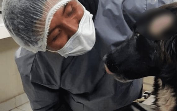 Perro salva a su dueña de ser víctima de feminicidio en Bolivia