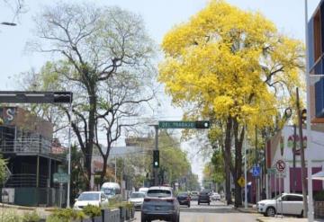 Celebrará Centro Primer Festival Guayacán & Macuilí