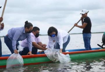 La alcaldesa Yolanda Osuna Huerta liberó 250 mil crías de mojarra tilapia