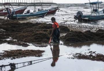 El Caribe mexicano podría vivir el peor brote de sargazo en 5 años, alertan autoridades