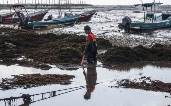El Caribe mexicano podría vivir el peor brote de sargazo en 5 años, alertan autoridades
