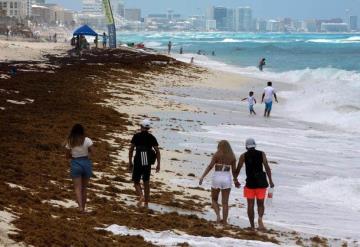 Incrementa sargazo en el mar Caribe, investigadora pide a gobiernos ofrecer estímulos fiscales para industrializarlo