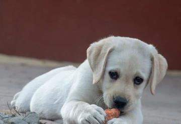 Abandonan a perrita con su mochila, comida y juguetes porque no podían cuidarla