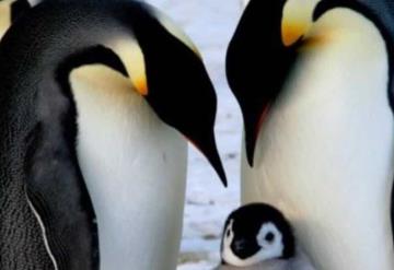 Pingüino emperador en riesgo de extinción por cambio climático