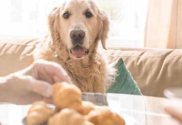 Alimentos que están intoxicando a tu perro sin darte cuenta