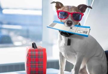 Estos son los requisitos para que tu mascota viaje en el avión contigo