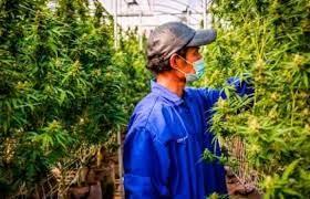 Gobierno de Tailandia regalará 1 millón de plantas de cannabis para su cultivo