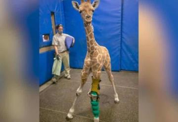 Médicos rehabilitan a jirafa bebé con aparatos ortopédicos en zoológico de Seattle