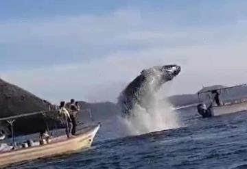 Ballena salta fuera del agua y cae sobre yate; deja heridos