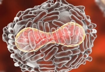 Detectan nuevos casos de viruela del mono en Alemania, Bélgica y Australia