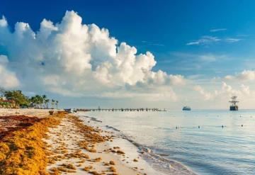 Alertan por sargazo excesivo en 50 playas del Caribe mexicano