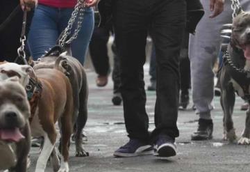 Proponen 10 años de prisión por peleas de perros