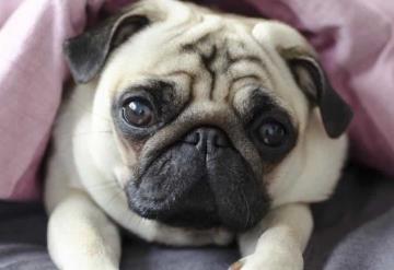 ¿Qué enfermedades puede padecer un Pug? Veterinarios ingleses alertan sobre su calidad de vida