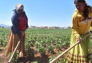 Secretaría de Bienestar pone en marcha Sembrando Vida en Sierra Tarahumara