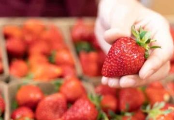 FDA investiga brote de hepatitis A relacionado con las fresas orgánicas