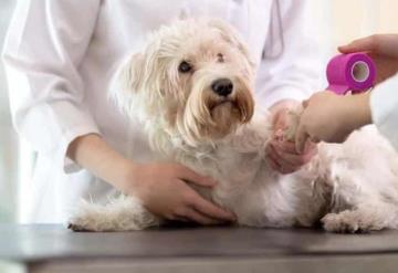 Descubre qué puede causar la alergia en las mascotas