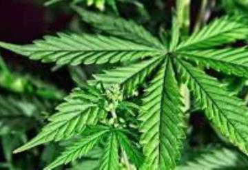 Argentina busca promover el desarrollo del cannabis medicinal