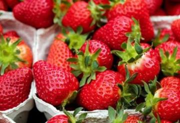 Fresas mexicanas serán investigadas por brote de hepatitis en Estados Unidos