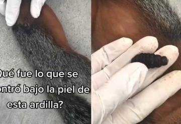 Descubren huevo de mosca dentro de la piel de una ardilla