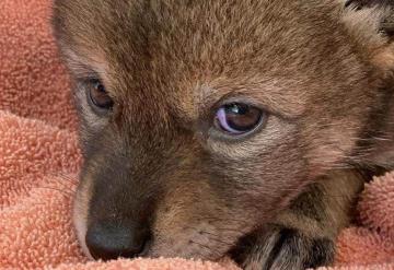 Familia rescata a un cachorro creyendo que era un perro, pero resulta ser un coyote