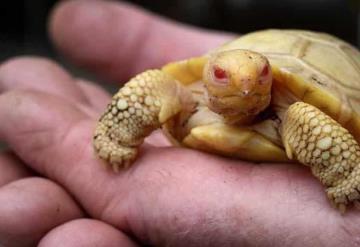 Nace en un zoológico la primera tortuga gigante de Galápagos albina