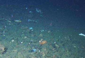 Científicos encuentran microplásticos en peces del fondo marino