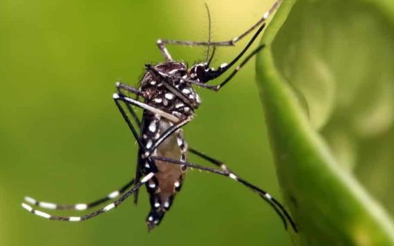 Tabasco ocupa primer lugar con dengue, 245 casos confirmados