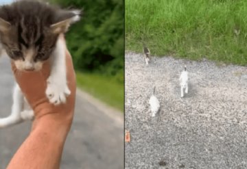 Hombre es emboscado por gatitos al rescatar a uno de ellos