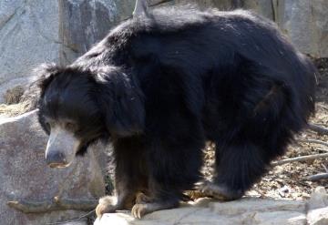 Oso perezoso ataca y devora en 4 horas a una pareja en la India