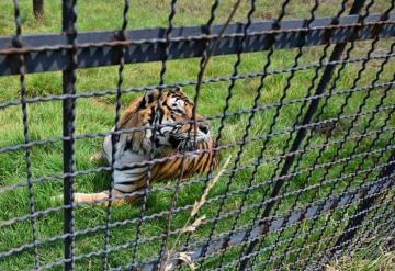 Decomisan hasta 200 animales exóticos al año, los dueños son grupos de delincuencia organizada