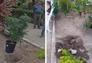 ¡Ni un día duró! Roban planta de mariguana que fue sembrada como protesta en Colima