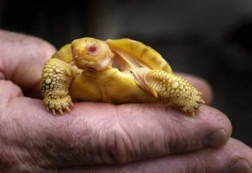 Nace la primera tortuga gigante de Galápagos albina